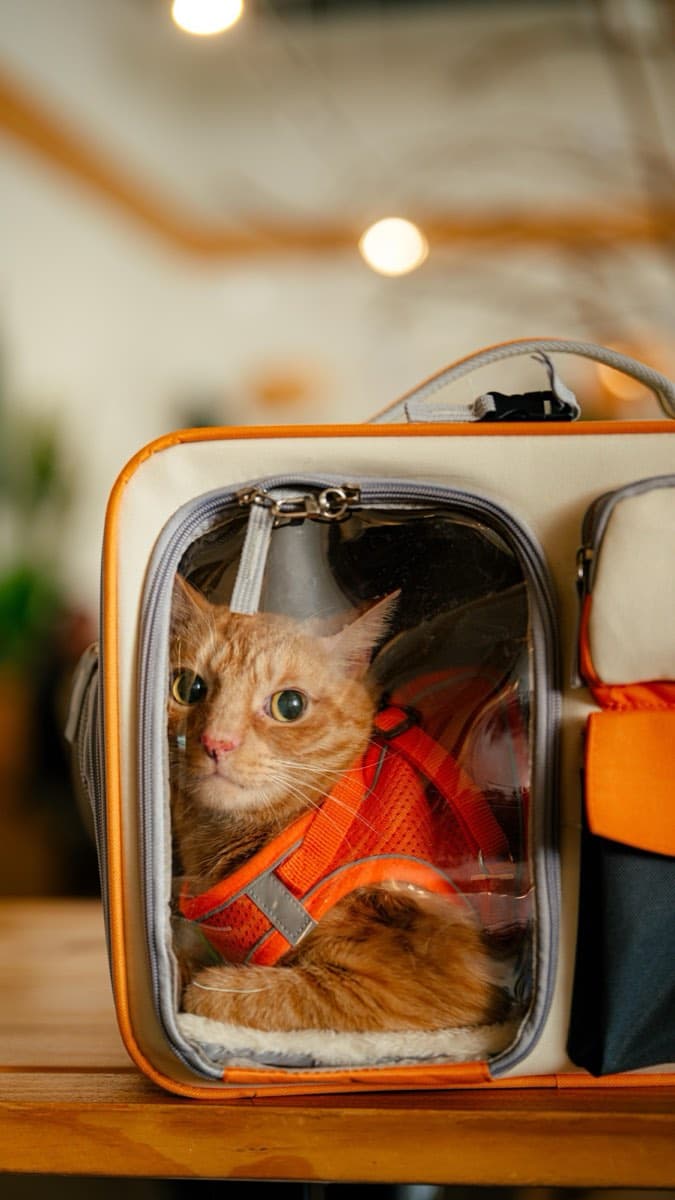 Mascota en el café — pet-friendly